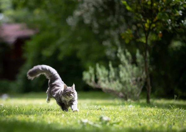 緑の庭を走る遊び心のあるふわふわ猫 — ストック写真