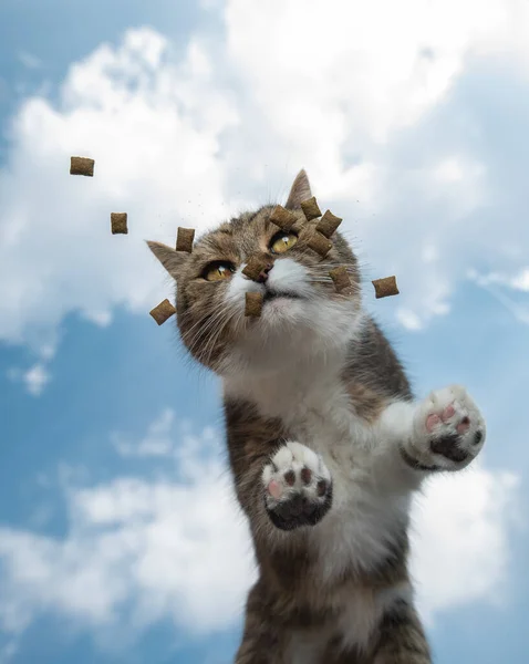 Kat op glazen tafel met behandelt onderaanzicht — Stockfoto