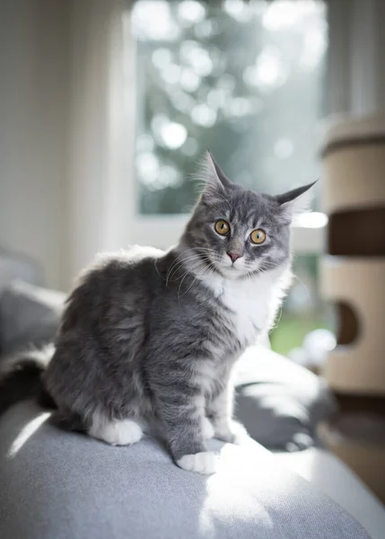 Carino maine procione gatto seduto su divano cercando sorpreso — Foto Stock