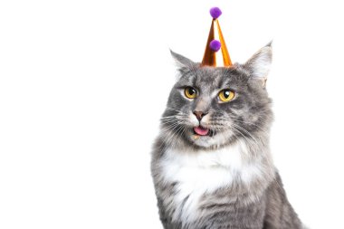 Kedi komik parti şapkası takıyor.