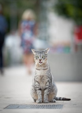 Sokak kedisi sahil kenarında oturuyor.