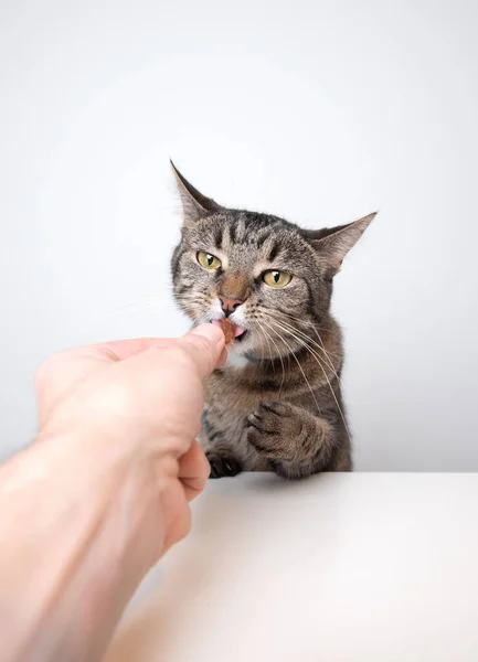 Hand feeding tabby cat with treat — Stock Photo, Image