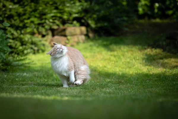 Fluffig maine coon katt som springer i trädgården skakar huvud — Stockfoto