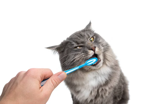 Pet owner brushing cat teeth with toothbrush — Stock Photo, Image