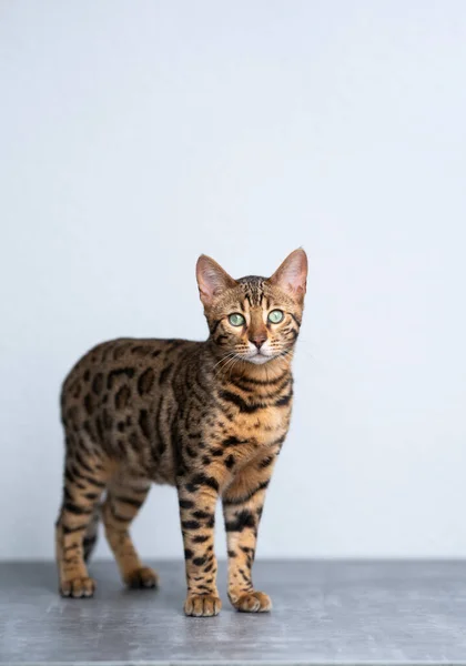 Gato de bengala joven de pie mirando a la cámara con espacio de copia — Foto de Stock