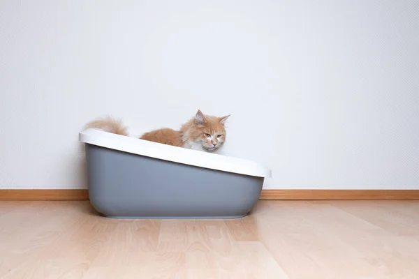 longhair cat using litter box with copy space