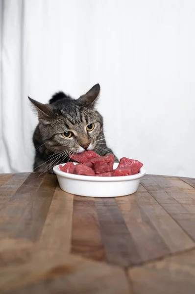 Alimentación tabby gato con carne cruda — Foto de Stock