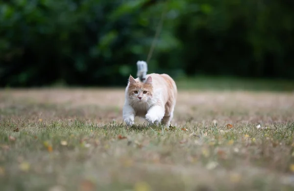 Zabawy kot polowanie dla kotów zabawki na zewnątrz w podwórku — Zdjęcie stockowe