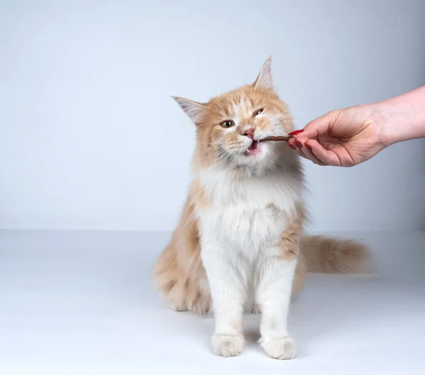 Mão alimentação creme colorido maine casulo gato com um lanche — Fotografia de Stock