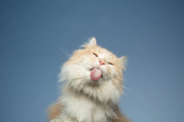 Gato lamiendo mesa de vidrio sobre fondo azul cielo —  Fotos de Stock