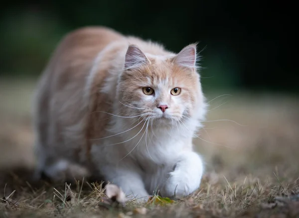 Focado gato rondando ao ar livre no jardim — Fotografia de Stock