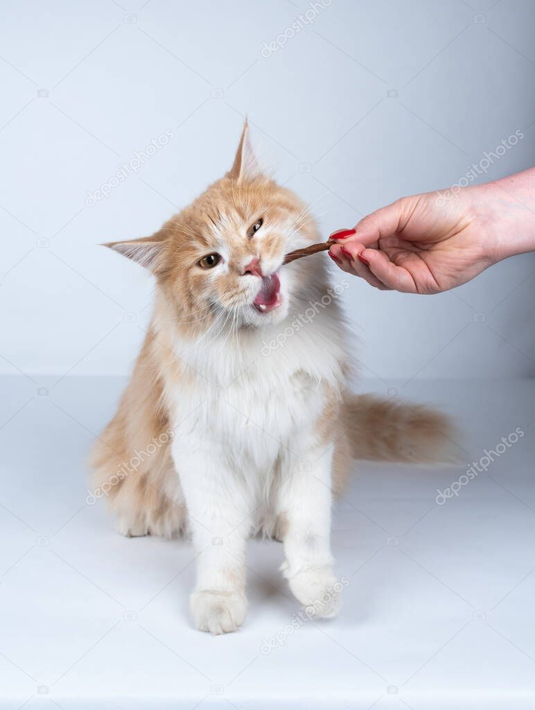 hand feeding cream colored maine coon cat with a snack