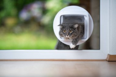 Kedi pencereden içeri giriyor.