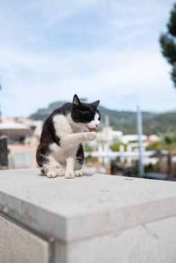 Mallorca Limanı 'nda kedi tımarlıyor.