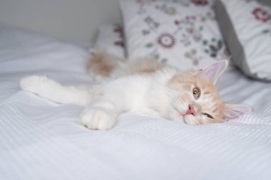 Sevimli yorgun kedi hayvan sahiplerinin yatağında yatıyor.