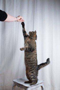 Kedi arka ayaklarının üzerinde duruyor ve tedavi için uzanıyor