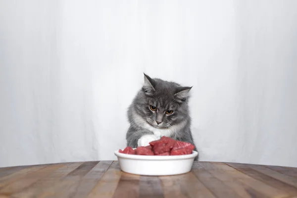 curious cat touching raw meat in food bowl
