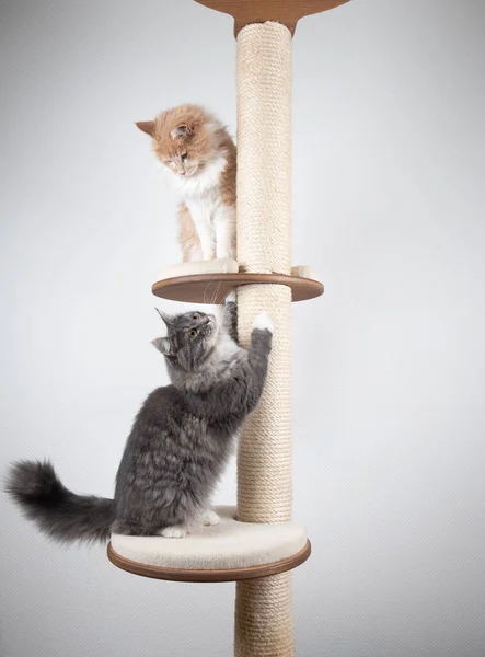Dois gatos brincalhões no posto de coçar — Fotografia de Stock