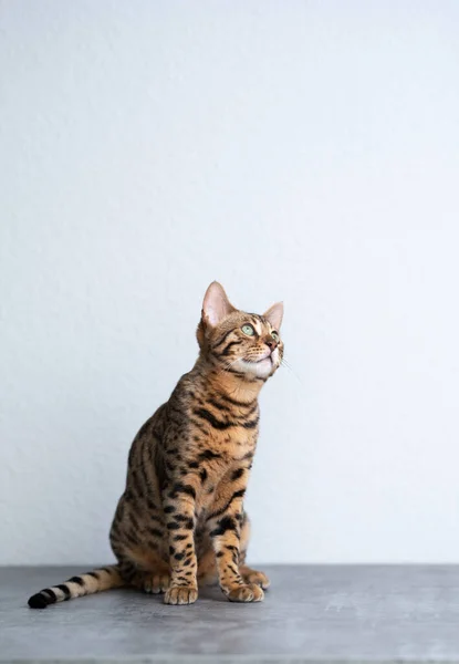 コピースペースに座っている若い優しい猫 — ストック写真