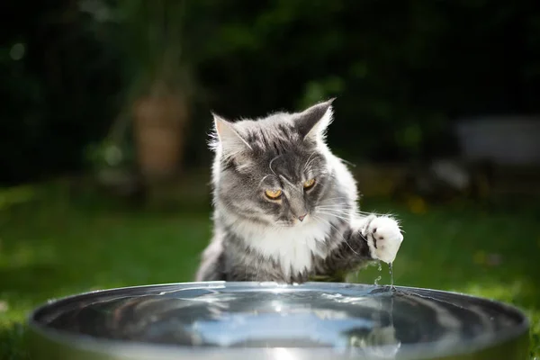 Gato brincando com água ao ar livre no verão — Fotografia de Stock