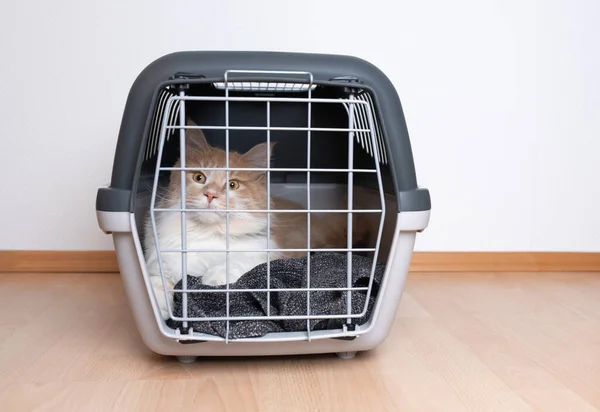 Katze ruht in verschlossener Transportbox — Stockfoto