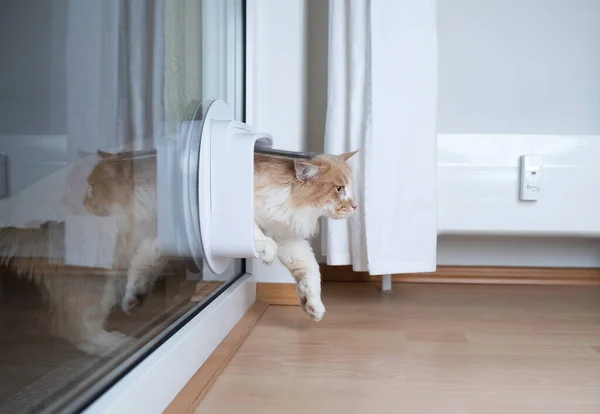 Seitenansicht einer Katze, die durch eine Katzenklappe im Fenster ins Zimmer gelangt — Stockfoto