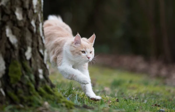 Brincalhão maine coon gato correndo ao ar livre — Fotografia de Stock