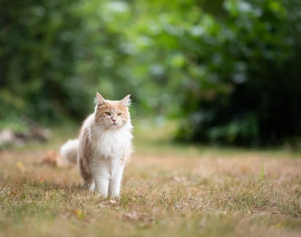 Котяча кішка, що стоїть на висушеній траві — стокове фото