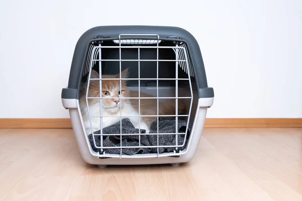 Katze ruht in verschlossener Transportbox — Stockfoto