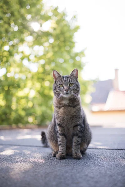 Tabby-Katze sitzt auf Dach und blickt in Kamera — Stockfoto
