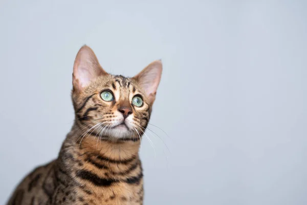6 hónapos bengáli macska portré másolási hellyel — Stock Fotó