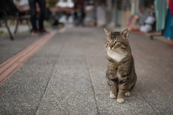 Katze wartet auf der Straße auf Touristen — Stockfoto