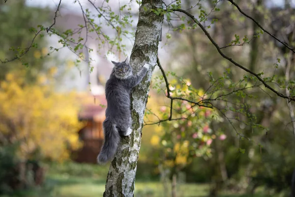 Περίεργη γάτα maine ρακούν αναρρίχηση μέχρι σημύδα — Φωτογραφία Αρχείου