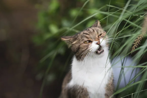 Tabby valkoinen kissa syö ruohoa ulkona — kuvapankkivalokuva