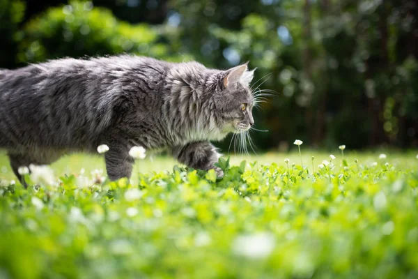 Macska séta zöld rét -ban napfény — Stock Fotó