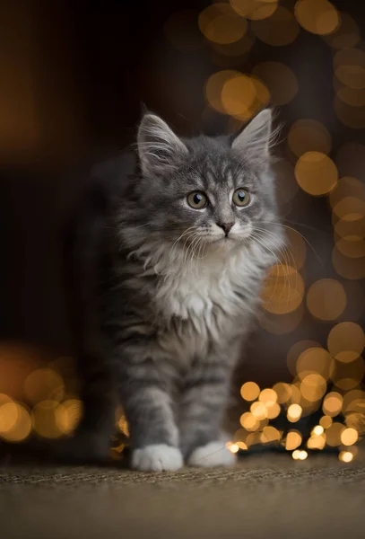 Lindo maine coon gatito con navidad bokeh luces — Foto de Stock