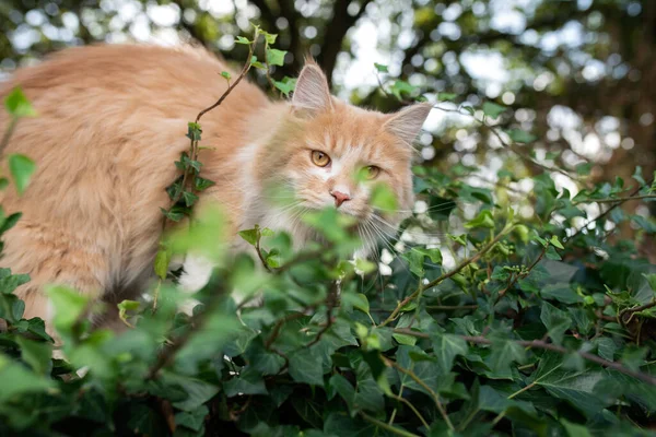 Любопытный кот на природе на зеленых листьях листьев — стоковое фото