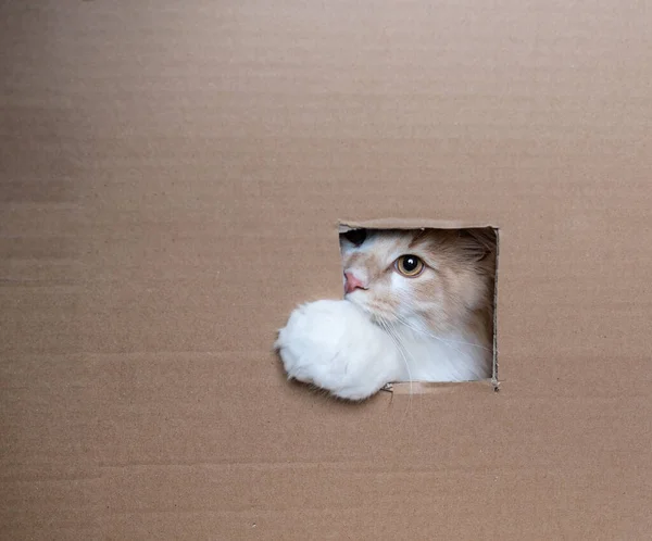 Cat inside of cardboard box looking through window — Stock Photo, Image