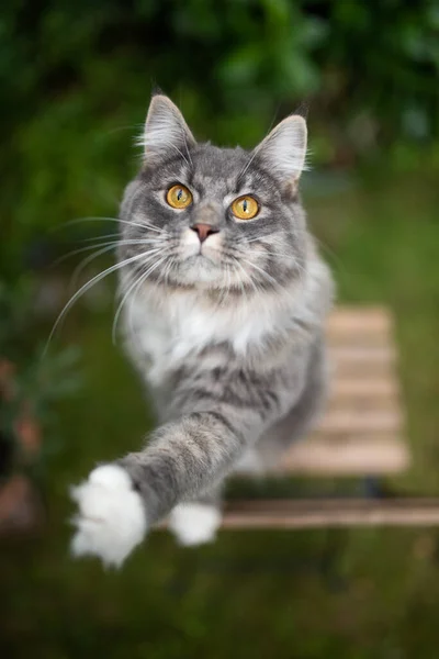 Curious cat looking up raising paw — Stock Photo, Image