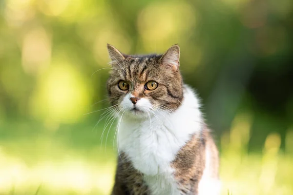 Retrato britânico do gato do shorthair na natureza — Fotografia de Stock