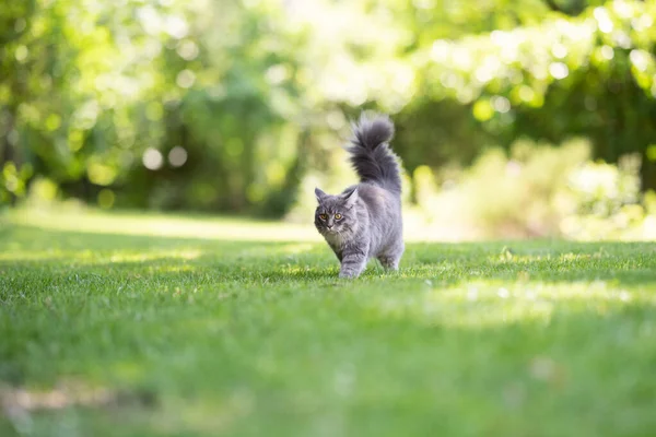 Maine Mosómedve macska -val bolyhos farok séta -ban zöld kert — Stock Fotó