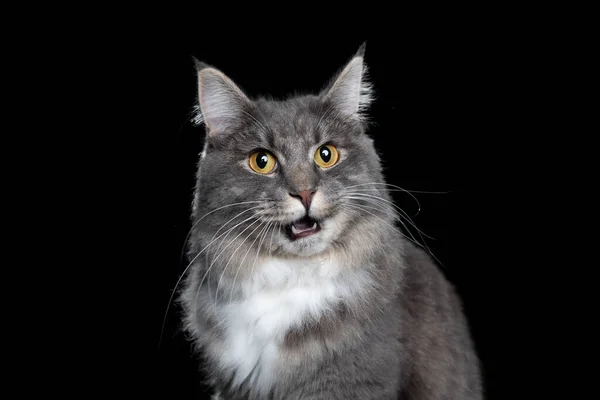 Maine coon cat meowing no fundo preto — Fotografia de Stock