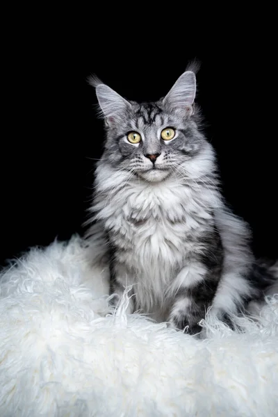 Srebrny tabby maine coon kot na czarnym tle — Zdjęcie stockowe