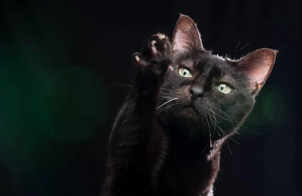 Fekete macska emelő mancs hogy az élelmiszer — Stock Fotó