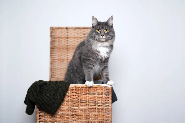 Curioso maine coon gato dentro de cesta de lavanderia — Fotografia de Stock