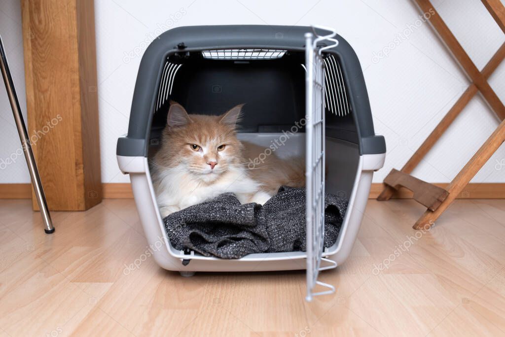cat resting in open transportation box
