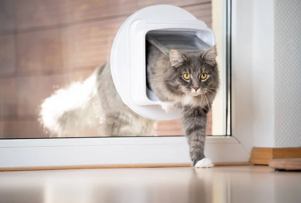 Katze passiert Katzenklappe im Fenster — Stockfoto