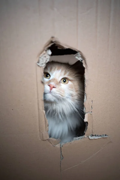 Cat inside of cardboard box looking through hole — Stock Photo, Image