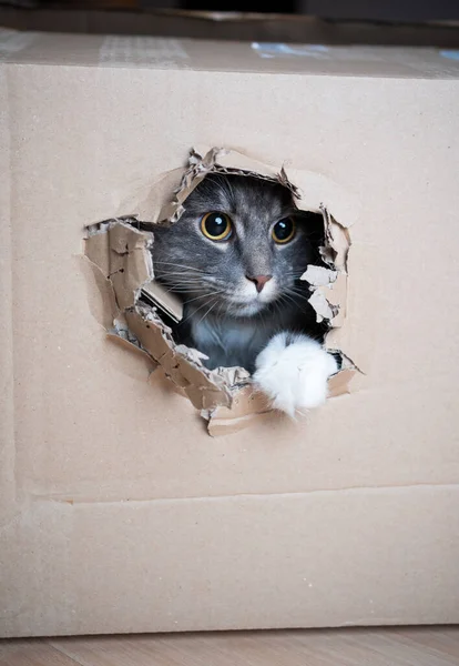 Игривый кот внутри картонной коробки — стоковое фото