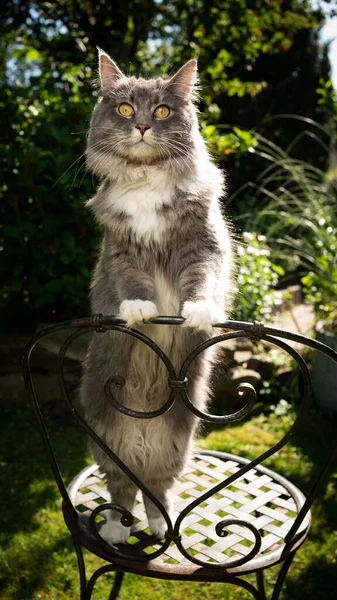 Maine mýval kočka vzpínající se na zahradní židli — Stock fotografie